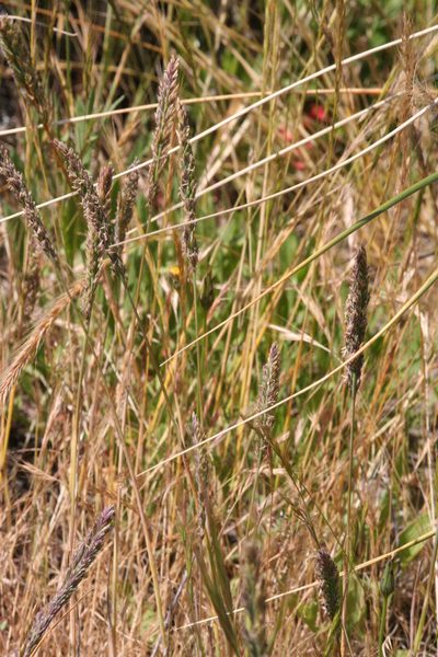 Poa unilateralis, photographed by runcator