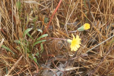 Microseris bigelovii, photographed by runcator