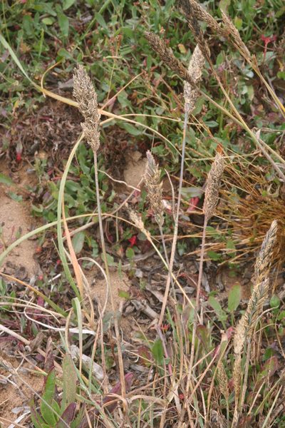 Poa unilateralis, photographed by runcator
