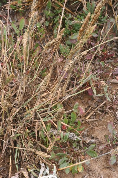 Poa unilateralis, photographed by runcator
