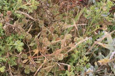 Chorizanthe cuspidata, photographed by runcator