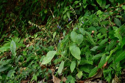 Rhynchoglossum obliquum, photographed by 國立臺灣博物館