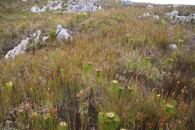 Erica cumuliflora, photographed by Tony Rebelo