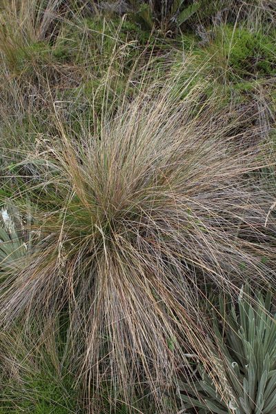 Paramochloa effusa, photographed by GERMAN LEONEL SARMIENTO CRUZ