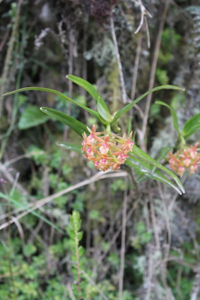 Epidendrum oxysepalum, photographed by GERMAN LEONEL SARMIENTO CRUZ