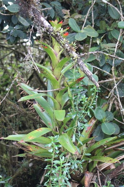 Guzmania gloriosa, photographed by GERMAN LEONEL SARMIENTO CRUZ