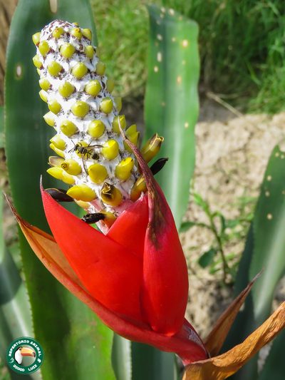 Aechmea maasii, photographed by Diogo Luiz