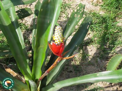 Aechmea maasii, photographed by Diogo Luiz