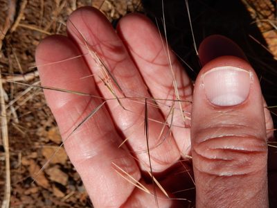Aristida oligantha, photographed by Ed Alverson