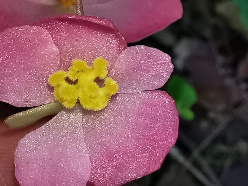 Begonia uniflora, photographed by Adriana Nelly Correa Sandoval