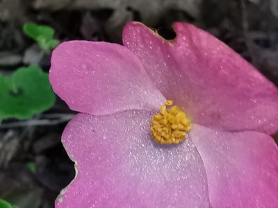 Begonia uniflora, photographed by Adriana Nelly Correa Sandoval