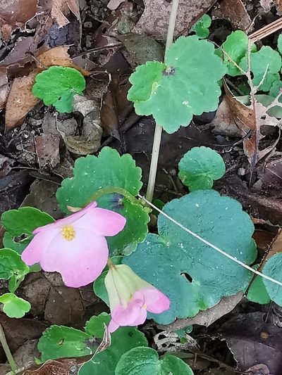 Begonia uniflora, photographed by Adriana Nelly Correa Sandoval