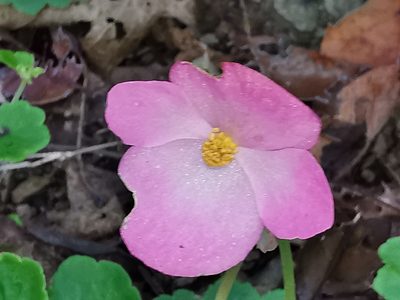 Begonia uniflora, photographed by Adriana Nelly Correa Sandoval