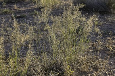 Eragrostis lehmanniana, photographed by Craig Martin