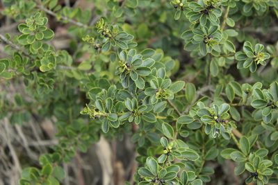 Ilex microphylla, photographed by Andrés Ramírez-Barrera