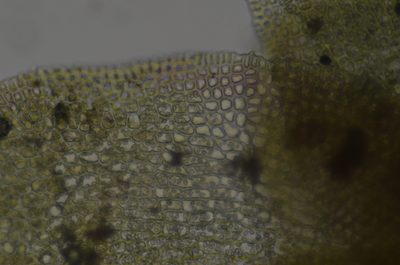 Diplophyllum obtusifolium, photographed by Randal