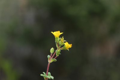 Chaetolepis microphylla, photographed by Andrés Ramírez-Barrera