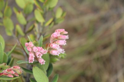Gaylussacia buxifolia, photographed by Andrés Ramírez-Barrera