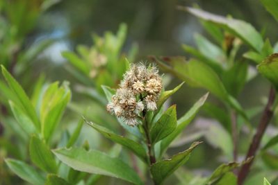 Baccharis prunifolia, photographed by Andrés Ramírez-Barrera