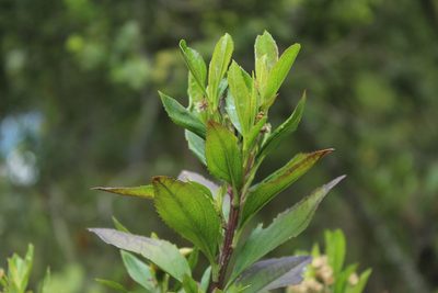 Baccharis prunifolia, photographed by Andrés Ramírez-Barrera