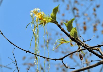 Strophanthus kombe, photographed by i_c_riddell