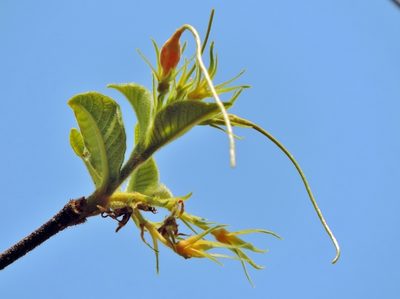 Strophanthus kombe, photographed by i_c_riddell