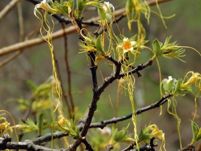 Strophanthus kombe, photographed by i_c_riddell