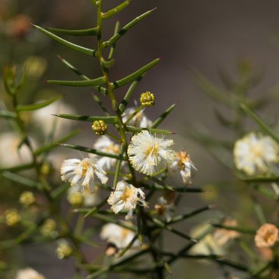 Acacia rupicola, photographed by Kym Nicolson