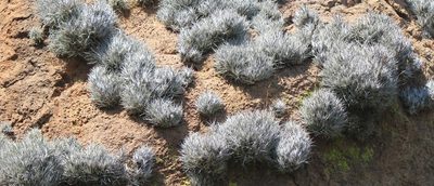 Tillandsia albida, photographed by José Belem Hernández Díaz