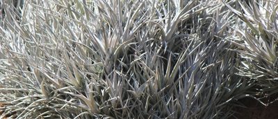 Tillandsia albida, photographed by José Belem Hernández Díaz