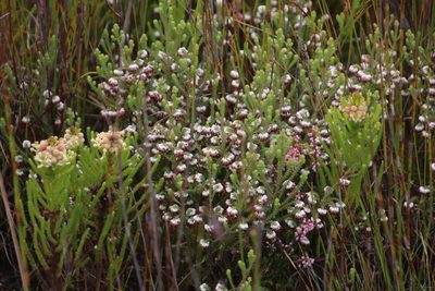 Erica cumuliflora, photographed by Tony Rebelo