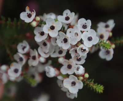 Erica corydalis, photographed by Tony Rebelo