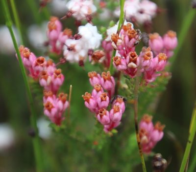 Erica brevifolia, photographed by Tony Rebelo