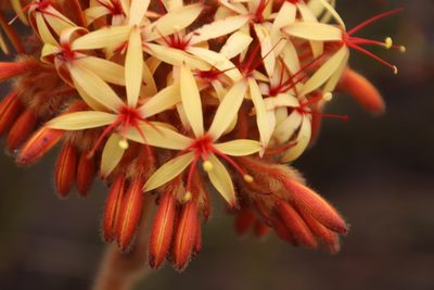 Dilatris viscosa, photographed by Tony Rebelo