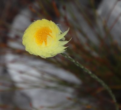 Edmondia fasciculata, photographed by Tony Rebelo