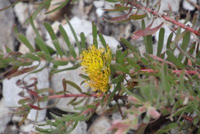 Leucospermum gracile, photographed by Tony Rebelo