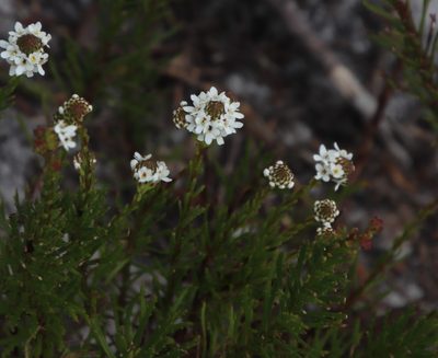 Pseudoselago gracilis, photographed by Tony Rebelo