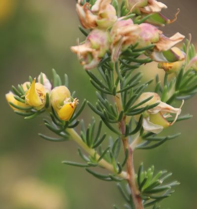 Aspalathus excelsa, photographed by Tony Rebelo