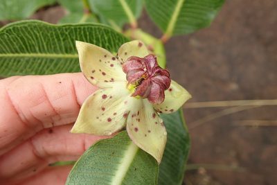 Pachycarpus natalensis, photographed by Peter Warren