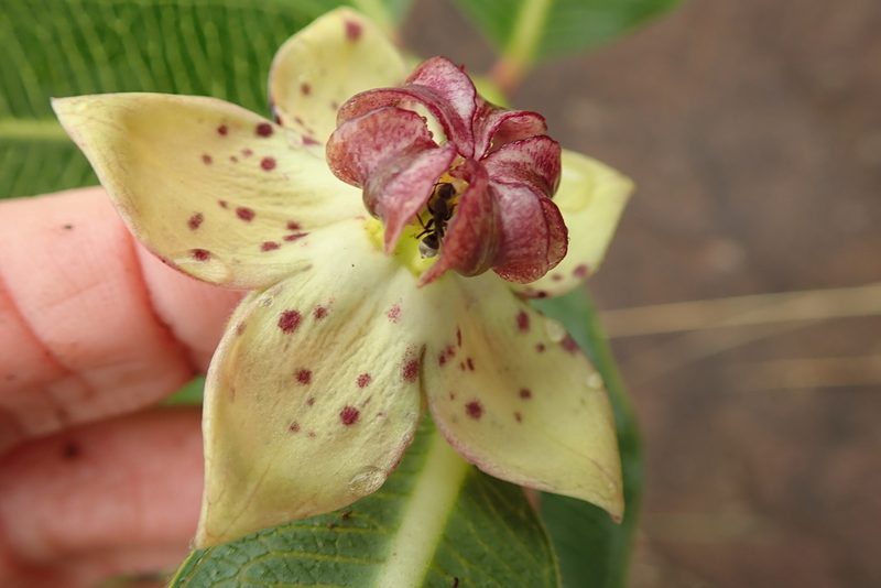 Pachycarpus natalensis, photographed by Peter Warren