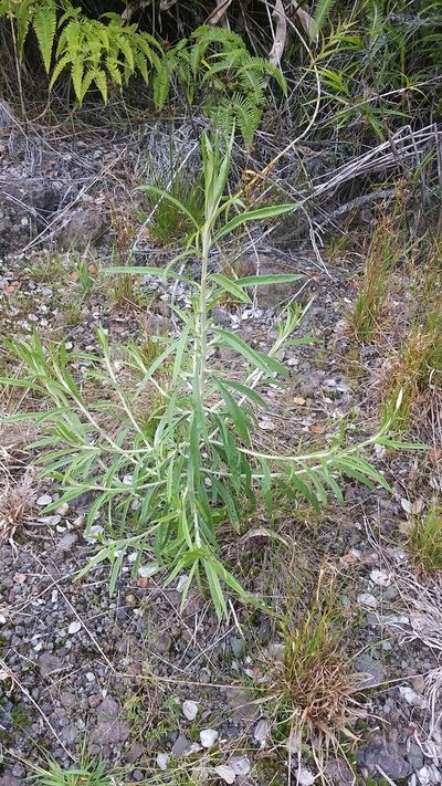 Pseudognaphalium attenuatum, photographed by cwarneke