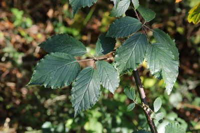 Rubus lindleyanus, photographed by Stephen James McWilliam