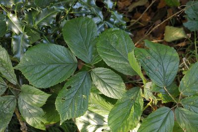 Rubus dasyphyllus, photographed by Stephen James McWilliam