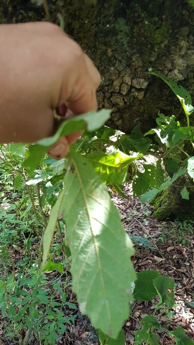 Quercus peduncularis, photographed by Eugenio Padilla