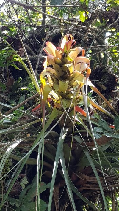 Tillandsia carlos-hankii, photographed by Eugenio Padilla