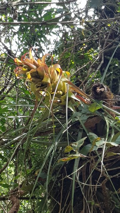 Tillandsia carlos-hankii, photographed by Eugenio Padilla