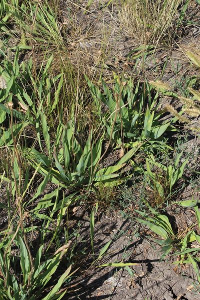 Scorzonera parviflora, photographed by Dmitriy Bochkov