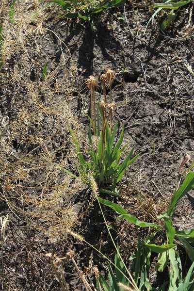 Scorzonera parviflora, photographed by Dmitriy Bochkov