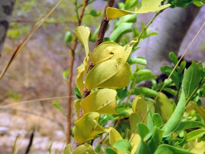 Olax obtusifolia, photographed by i_c_riddell