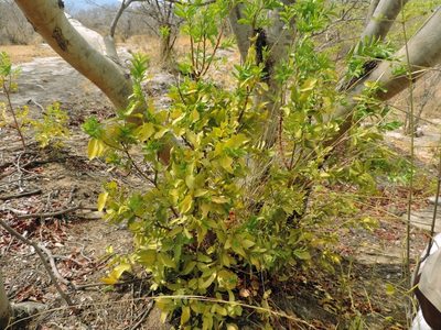 Olax obtusifolia, photographed by i_c_riddell